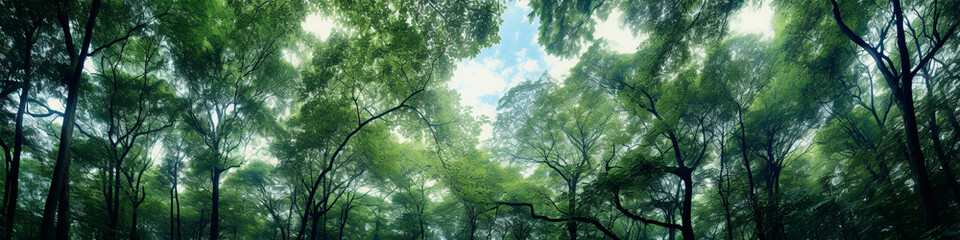Obraz na płótnie Canvas Misty forest canopy with sunbeams