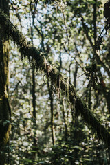 Sunlit moss-covered tree branch in a dense forest