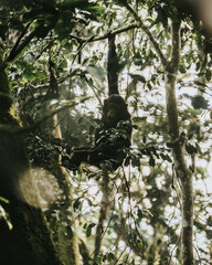 Chimpanzees in forest in Uganda