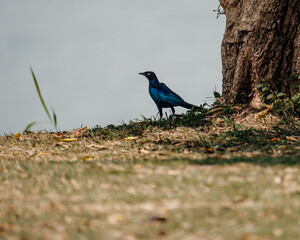 Rüppell's Starling displaying its iridescent feathers in Uganda