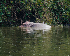 Fototapeta premium Hippopotamus in Kazinga Channel in Queen Elizabeth National Park, Uganda