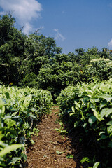 Fototapeta na wymiar Lush green tea plantation path under Uganda's blue sky
