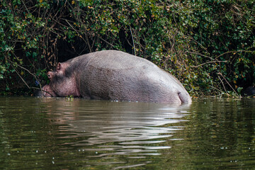 Hippopotamus in Kazinga Channel in Queen Elizabeth National Park, Uganda