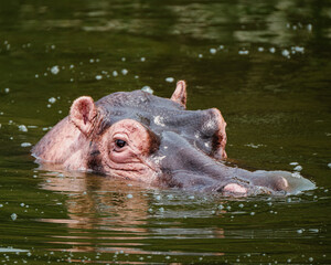 Hippopotamus in Kazinga Channel in Queen Elizabeth National Park, Uganda