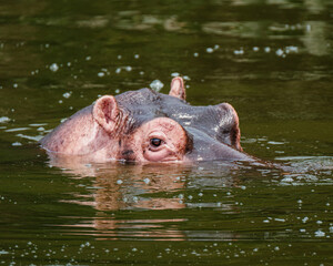 Fototapeta premium Hippopotamus in Kazinga Channel in Queen Elizabeth National Park, Uganda