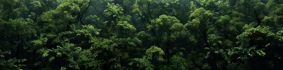 Dense green forest canopy in mist - obrazy, fototapety, plakaty