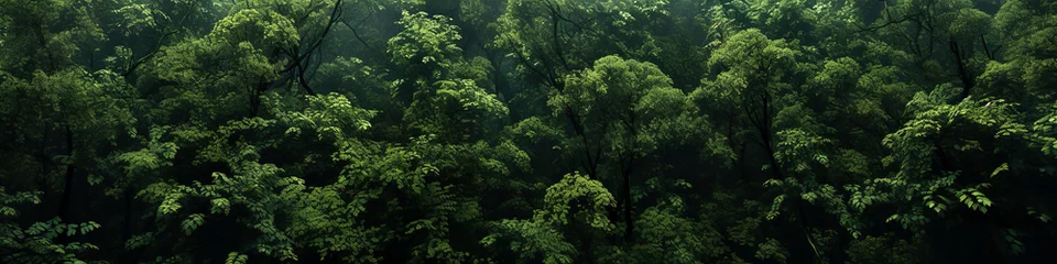Fototapeten Dense green forest canopy in mist © Dieter Holstein