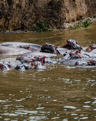 Group of Hippopotamus in Kazinga Channel in Queen Elizabeth National Park, Uganda