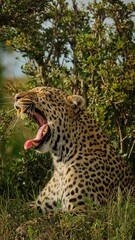 Beautiful leopard yawning in its natural habitat on a sunny day