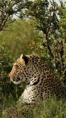 Closeup of a large leopard lying in the wild