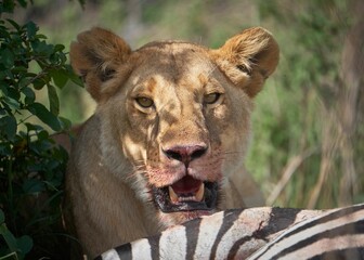 Lion standing next to a zebra in the wild © Wirestock