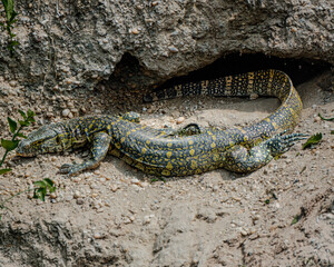 Monitor lizard emerging from its burrow, Kazinga Channel, Uganda