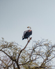 Perched African Fish Eagle surveying the Ugandan landscape