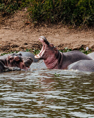 Hippopotamus Fighting in Kazinga Channel in Queen Elizabeth National Park, Uganda,