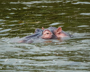 Hippopotamus in Kazinga Channel in Queen Elizabeth National Park, Uganda