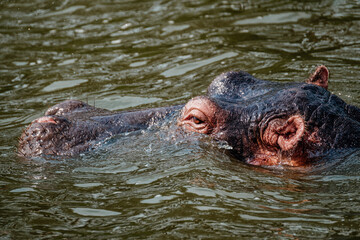Fototapeta premium Hippopotamus in Kazinga Channel in Queen Elizabeth National Park, Uganda