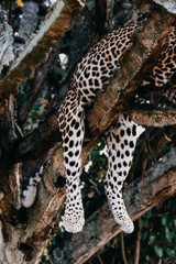 Leopard on the branch in Queen Elizabeth National Park, Uganda