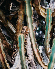 Leopard on the branch in Queen Elizabeth National Park, Uganda
