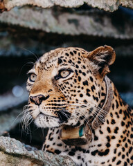 Leopard on the branch in Queen Elizabeth National Park, Uganda