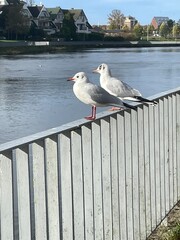 seagull on the pier - obrazy, fototapety, plakaty
