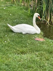 swan on the lake