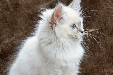 Side view of a white, fluffy kitten with blue eyes looking off into the distance