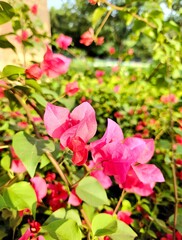 Bougainvillea plants are a beloved addition to many gardens and walls Bougainvillea is a vine-like, thorny shrub that grows rampantly.
