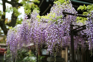 Gartenposter 六孫王神社の藤棚の藤 © ykimura65