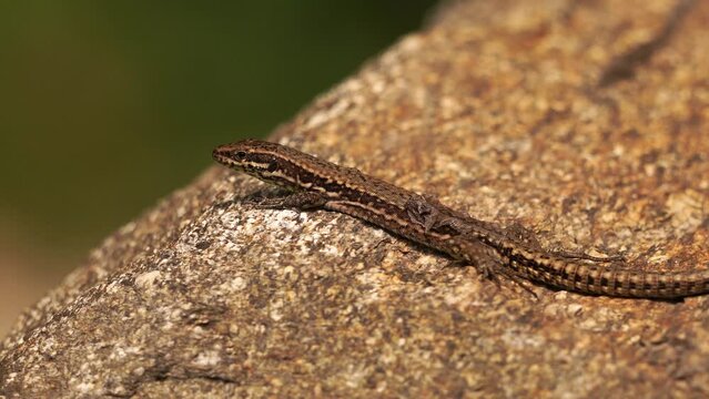 A Podarcis muralis (common wall lizard) that is molting resting on a stone