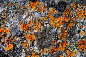 Icelandic lichens