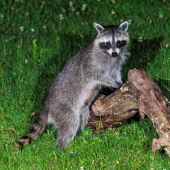 Waschbär (Procyon lotor)