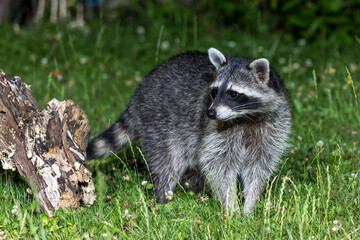 Waschbär (Procyon lotor)