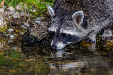 Waschbär (Procyon lotor)