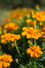 Beautiful marigolds bloom outdoors