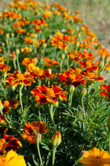 Beautiful marigolds bloom outdoors