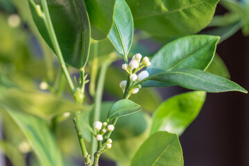 Obraz na płótnie Canvas Blooming citrus calamondin tree with bud and fragrant flowers. Ready to bloom houseplant Tangerine Mandarin at home closeup. Indoor gardening concept. 
