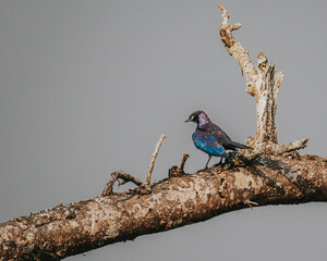 Rüppell's Starling displaying its iridescent feathers in Uganda