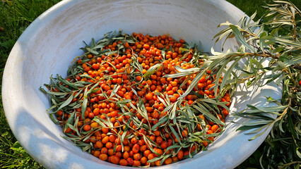 Orange sea buckthorn berries and leaves. Basket, basin with sea buckthorn