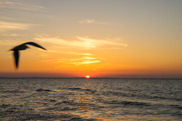 Mewa o zachodzie słońca nad Bałtykiem