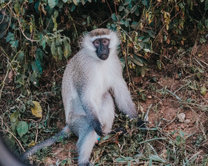 Vervet Monkey in Uganda