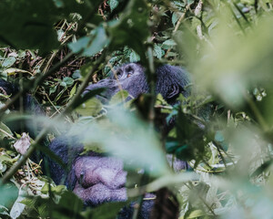 Mountain Gorilla in Bwindi Impenetrable Forest, Uganda, Africa 