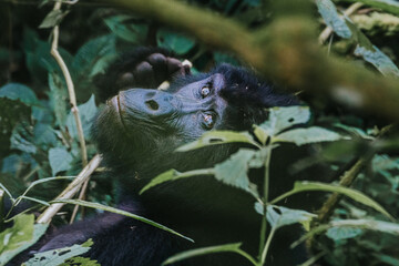 Mountain Gorilla in Bwindi Impenetrable Forest, Uganda, Africa 