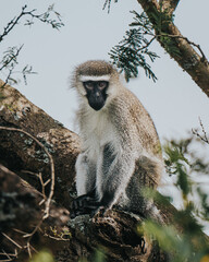 Vervet Monkey in Uganda