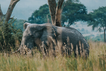 African elephant roaming Uganda's serene savanna landscape