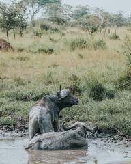 Water buffalo in mud bath, Uganda