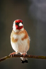 Goldfinch (Carduelis carduelis) sits on a branch.