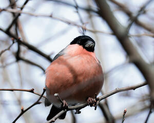 robin on a branch
