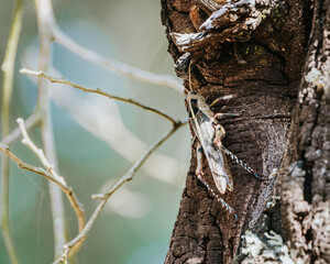 Locust camouflaged on a tree, Uganda's natural disguise
