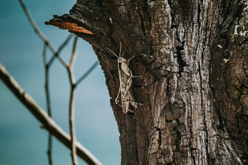 Locust camouflaged on a tree, Uganda's natural disguise