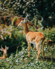 Impala in the lush green bushes, Uganda